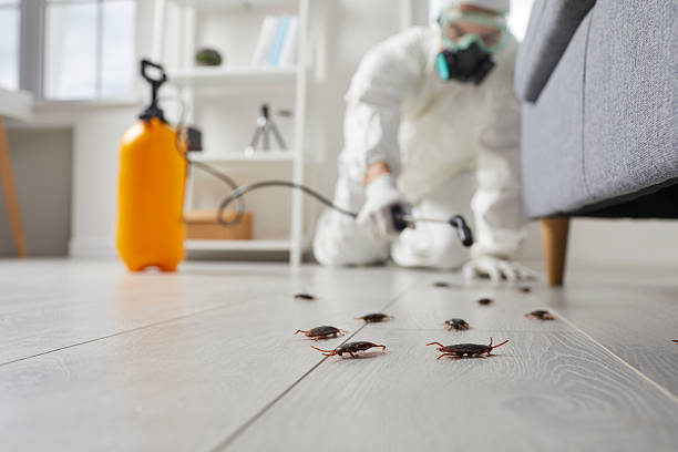 Commercial Rodent Management in Gorman